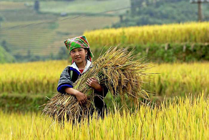 rizieres en terrasse mu cang chai femme hmong
